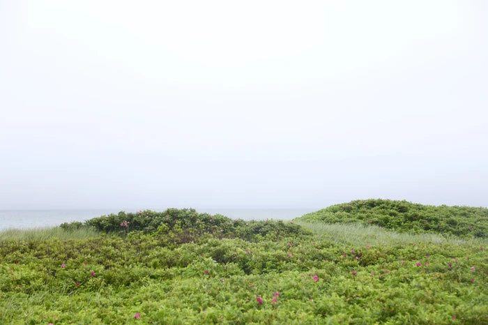 After the Rain No.2 (Horizontal), Nantucket fine art photography by Lauren Marttila