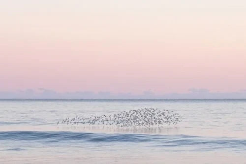 "Flock Shelfie" Shelfie framed coastal print by Lauren Marttila