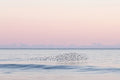 Flock fine art photography by Lauren Marttila