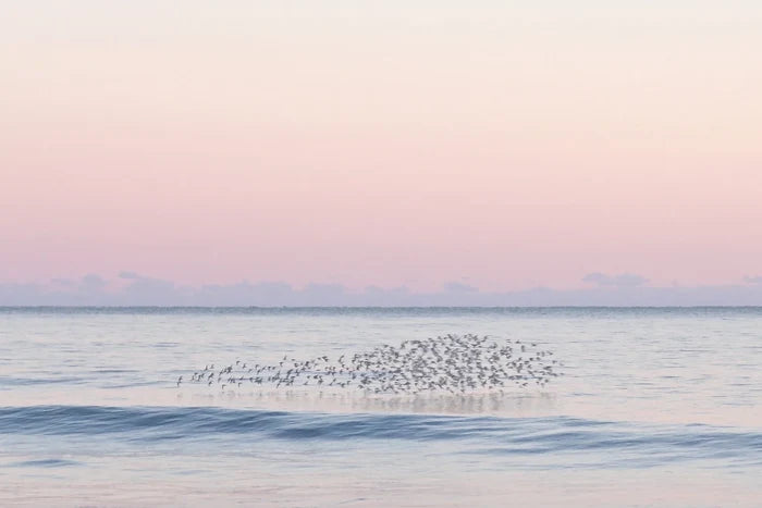 Flock fine art photography by Lauren Marttila