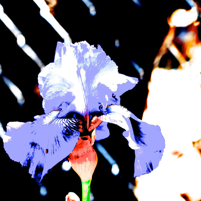 Flower On Abstract Background