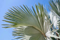 Fronds in High Places, Jamaica fine art photography by Lauren Marttila