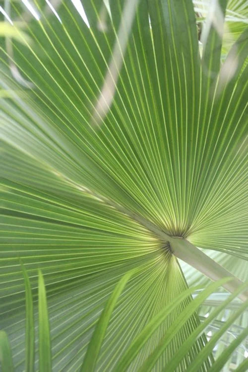Oasis