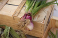 Oignon Rouge, Food fine art photography by Lauren Marttila