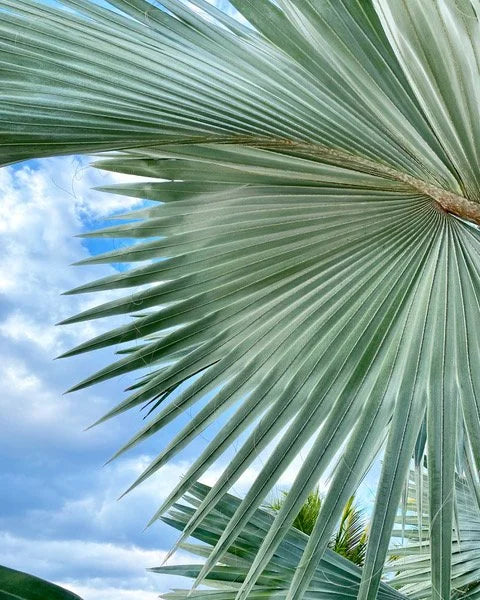 Palms and Fronds Shelfie¬Æ
