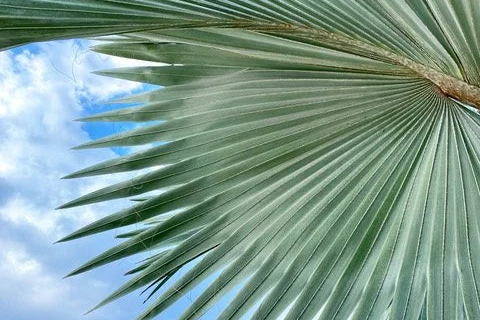 Palms & Fronds fine art photography by Lauren Marttila