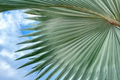 Palms & Fronds fine art photography by Lauren Marttila