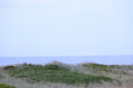 Rosa, Nantucket fine art photography by Lauren Marttila