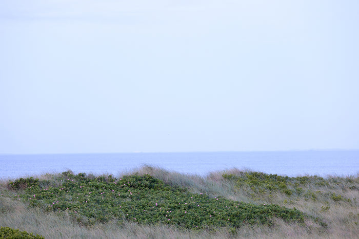 Rosa, Nantucket fine art photography by Lauren Marttila