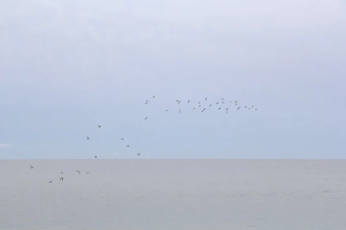 Scatter, Nantucket fine art photography by Lauren Marttila
