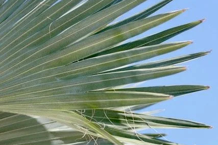 Through the Fronds No. 2 fine art photography by Lauren Marttila