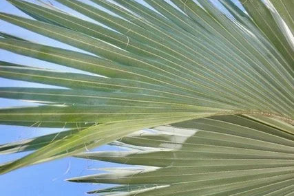 Through the Fronds fine art photography by Lauren Marttila