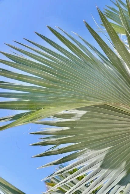Through the Fronds