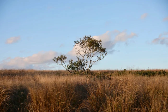Tuppancy, Nantucket fine art photography by Lauren Marttila