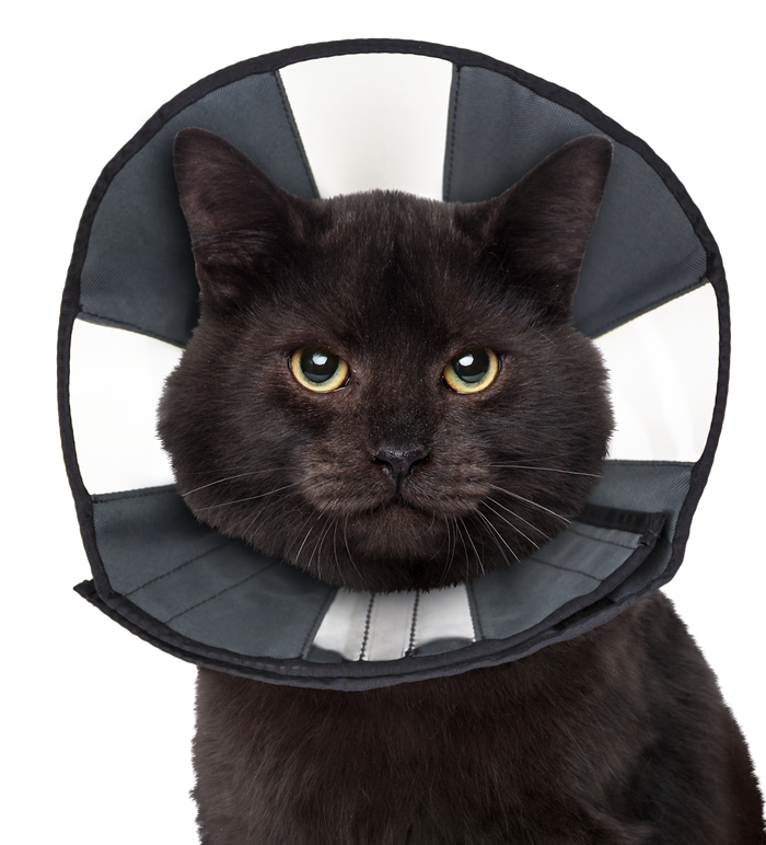 Zen Cone